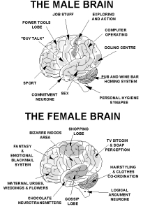 male-female-brain